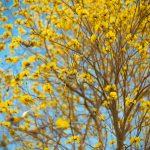 _DSC9419_GFX100II